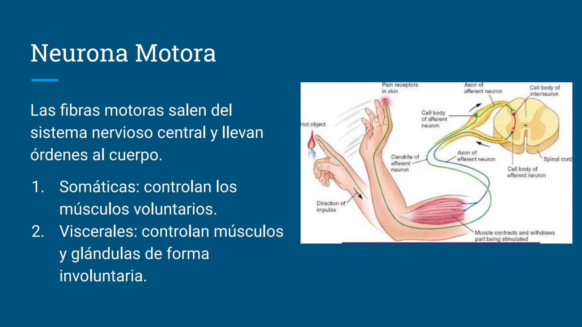Sistema Nervioso
LFT. Oscar Alejandro Hadar Reos # Neuronas
* Unidad estructural, trófica y
funcional del tejido nervioso.
* Célula e