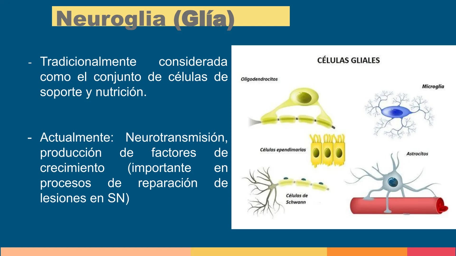Sistema Nervioso
LFT. Oscar Alejandro Hadar Reos # Neuronas
* Unidad estructural, trófica y
funcional del tejido nervioso.
* Célula e
