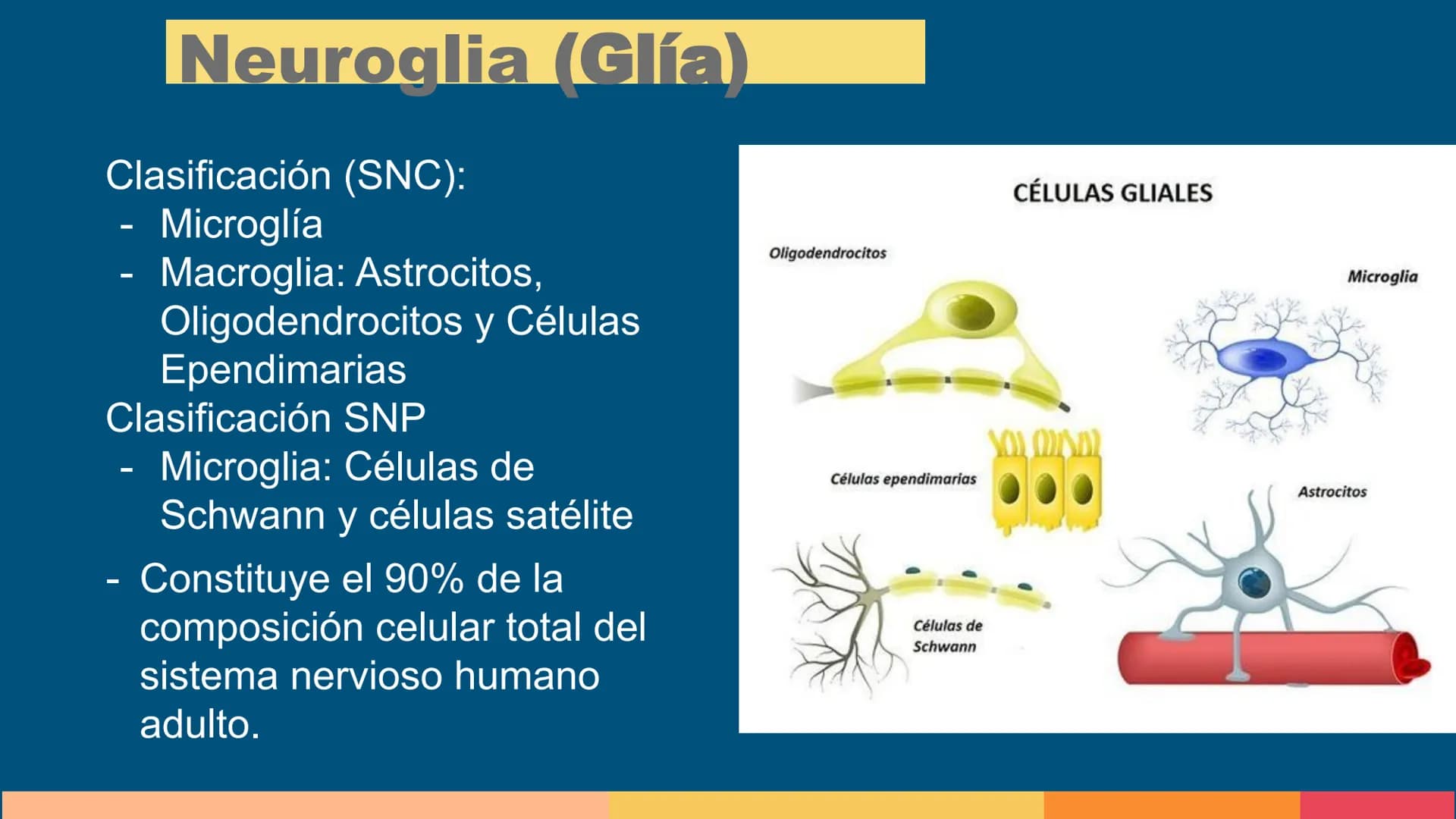 Sistema Nervioso
LFT. Oscar Alejandro Hadar Reos # Neuronas
* Unidad estructural, trófica y
funcional del tejido nervioso.
* Célula e