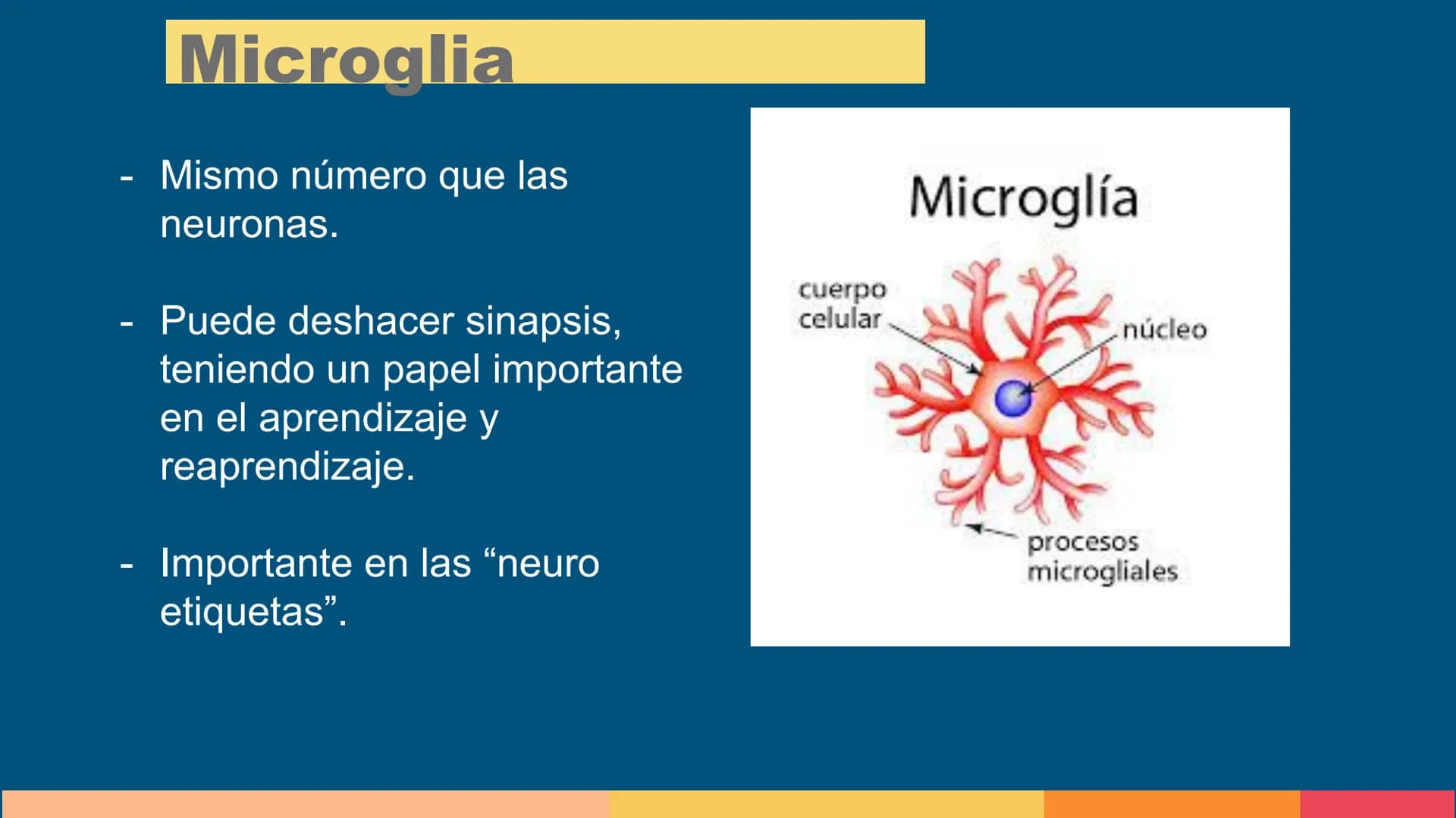 Sistema Nervioso
LFT. Oscar Alejandro Hadar Reos # Neuronas
* Unidad estructural, trófica y
funcional del tejido nervioso.
* Célula e