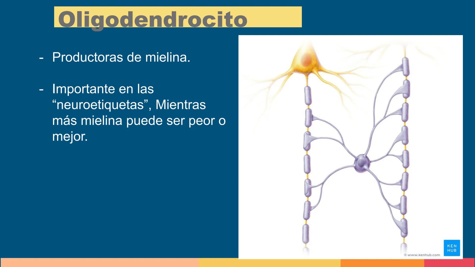 Sistema Nervioso
LFT. Oscar Alejandro Hadar Reos # Neuronas
* Unidad estructural, trófica y
funcional del tejido nervioso.
* Célula e