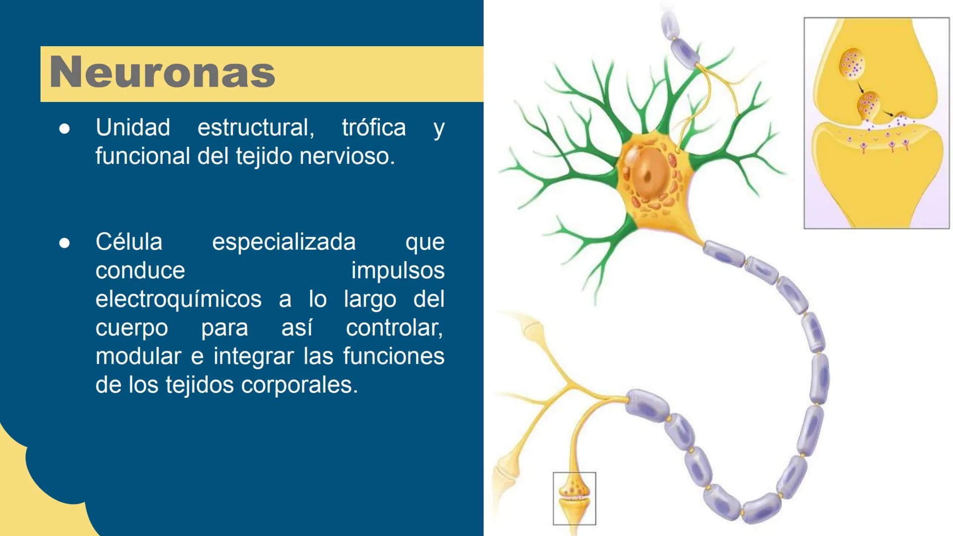 Sistema Nervioso
LFT. Oscar Alejandro Hadar Reos # Neuronas
* Unidad estructural, trófica y
funcional del tejido nervioso.
* Célula e