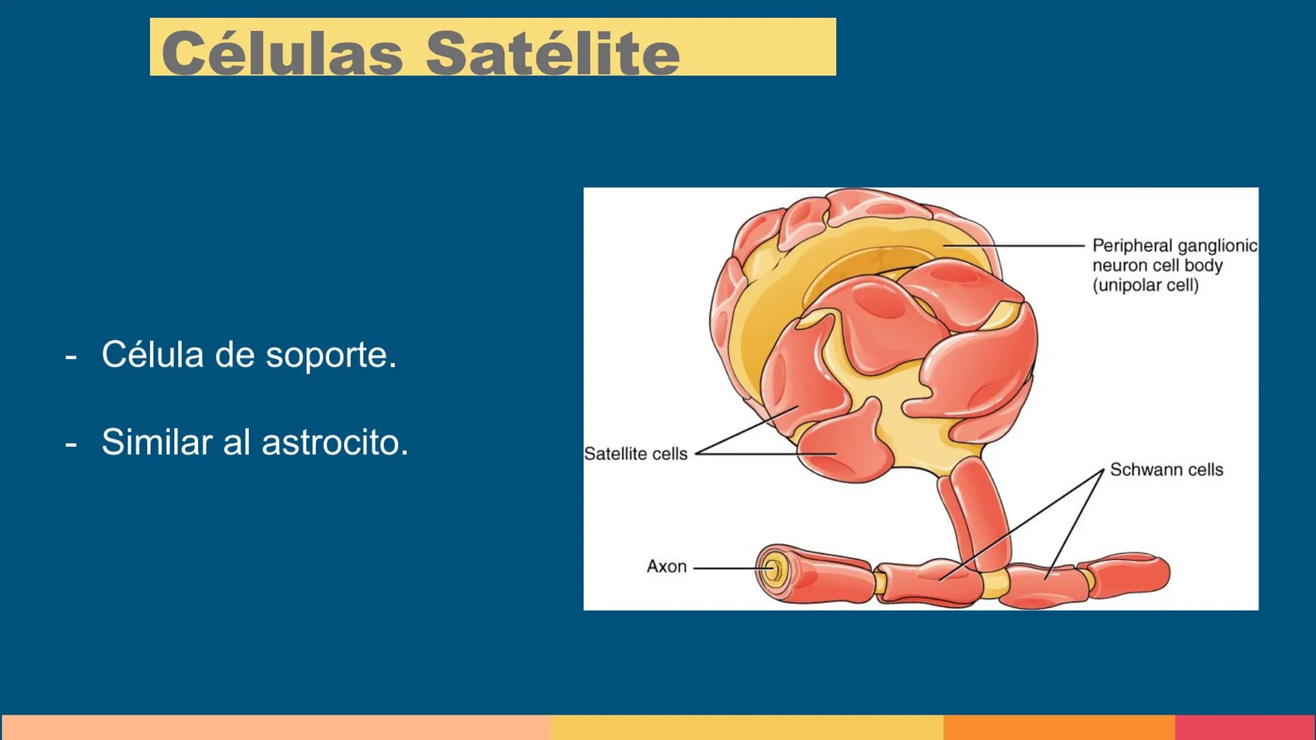 Sistema Nervioso
LFT. Oscar Alejandro Hadar Reos # Neuronas
* Unidad estructural, trófica y
funcional del tejido nervioso.
* Célula e