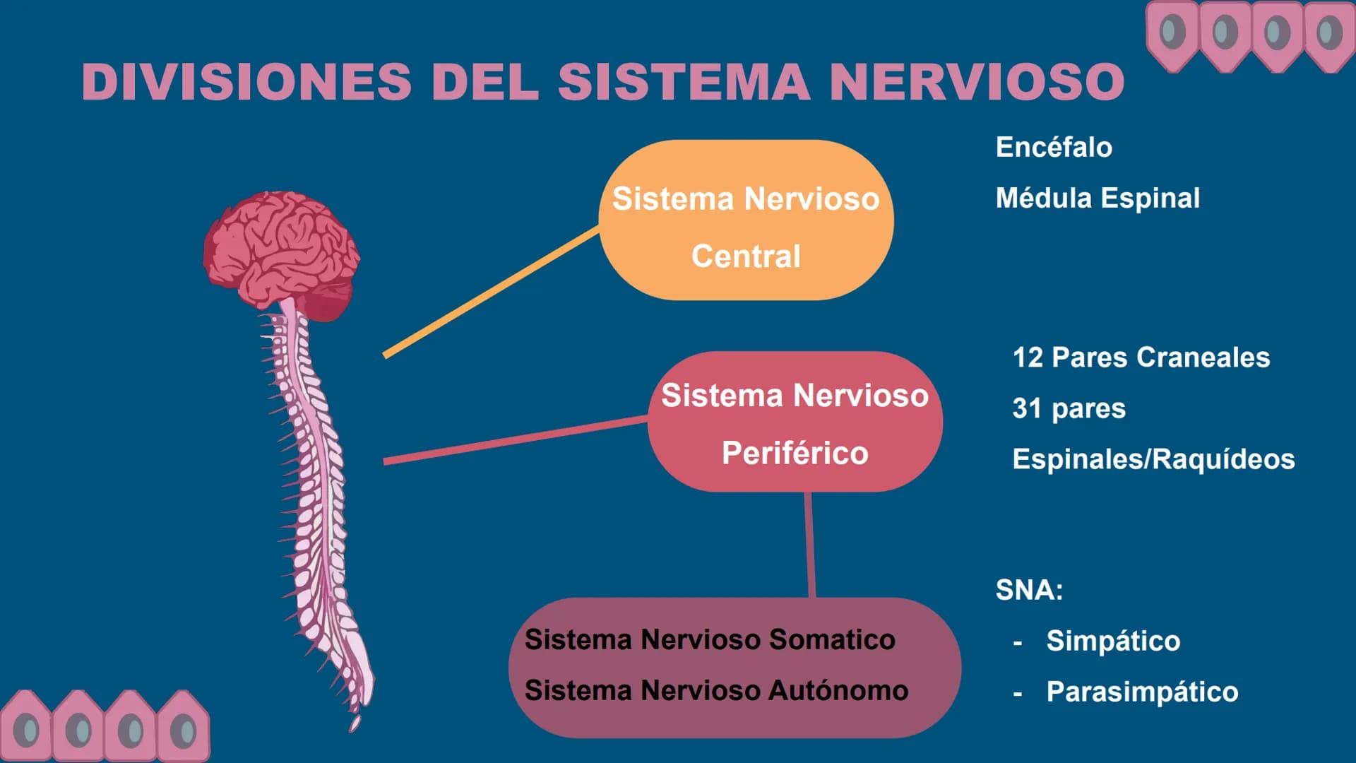 Sistema Nervioso
LFT. Oscar Alejandro Hadar Reos # Neuronas
* Unidad estructural, trófica y
funcional del tejido nervioso.
* Célula e