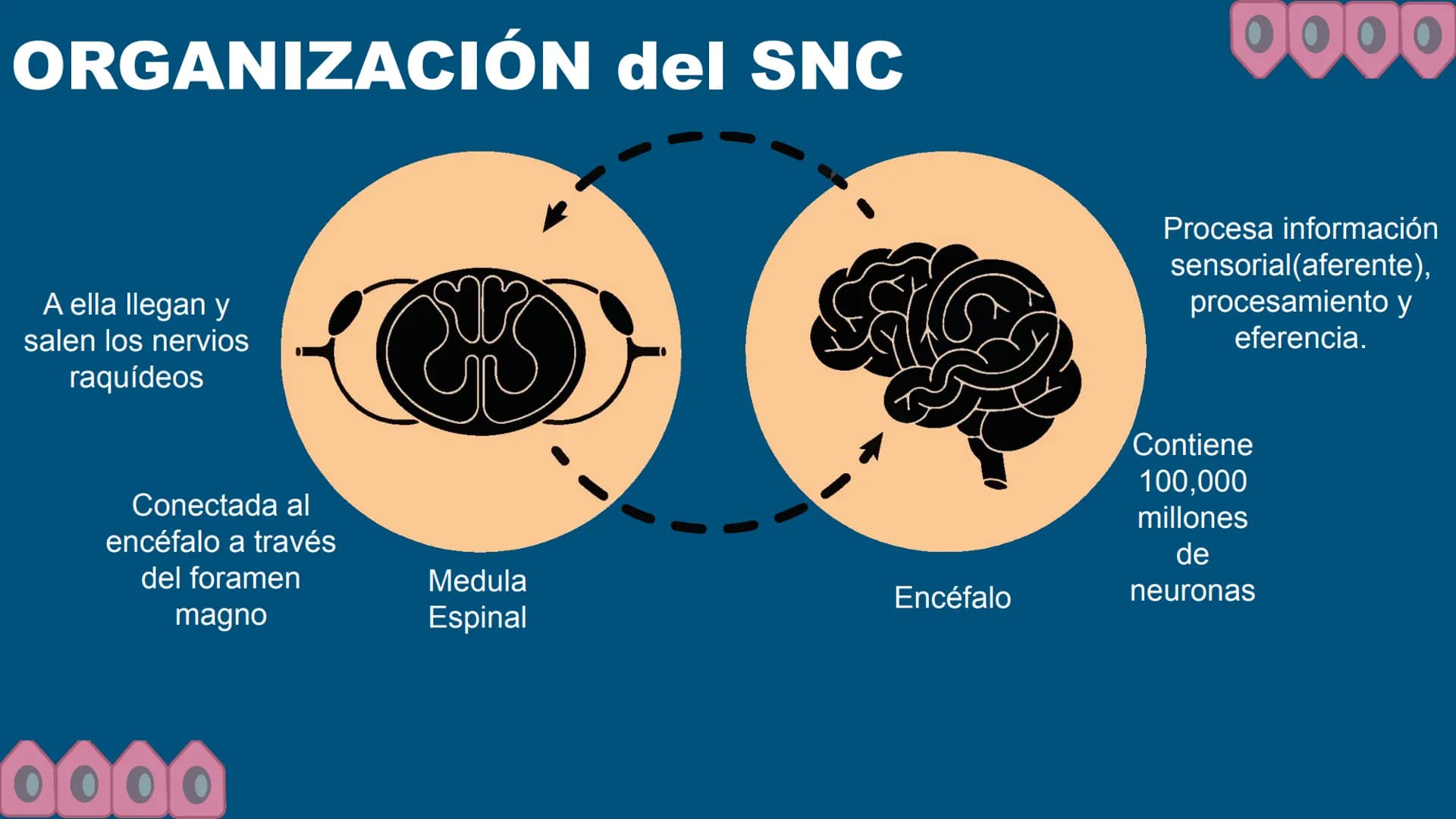 Sistema Nervioso
LFT. Oscar Alejandro Hadar Reos # Neuronas
* Unidad estructural, trófica y
funcional del tejido nervioso.
* Célula e