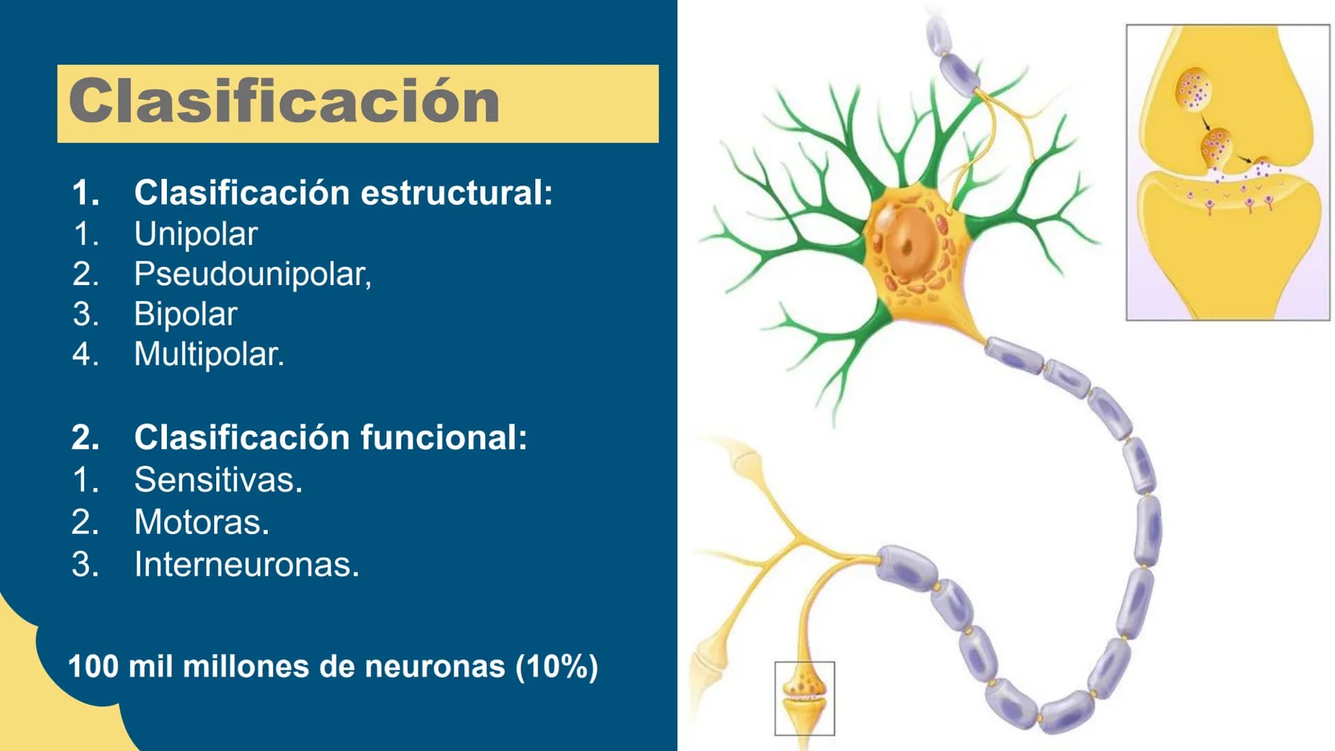 Sistema Nervioso
LFT. Oscar Alejandro Hadar Reos # Neuronas
* Unidad estructural, trófica y
funcional del tejido nervioso.
* Célula e