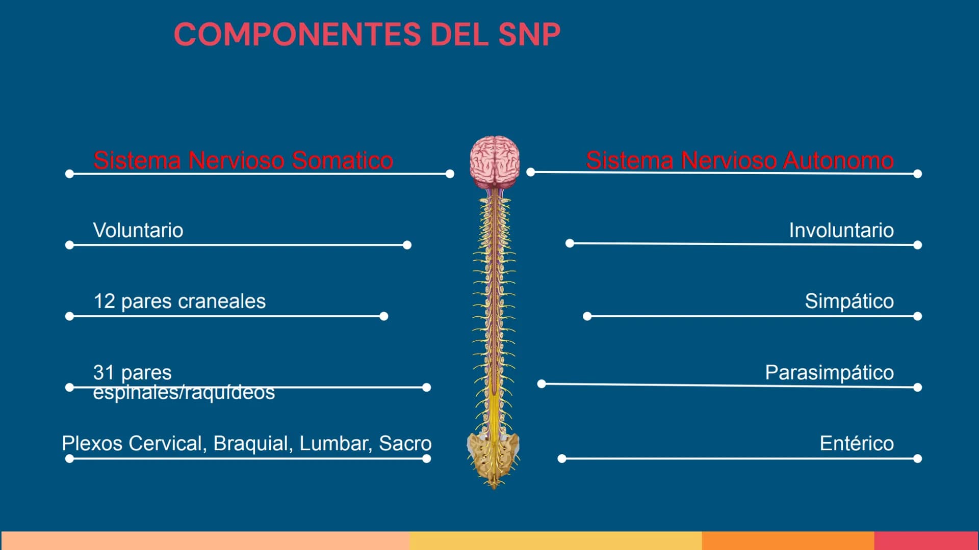 Sistema Nervioso
LFT. Oscar Alejandro Hadar Reos # Neuronas
* Unidad estructural, trófica y
funcional del tejido nervioso.
* Célula e