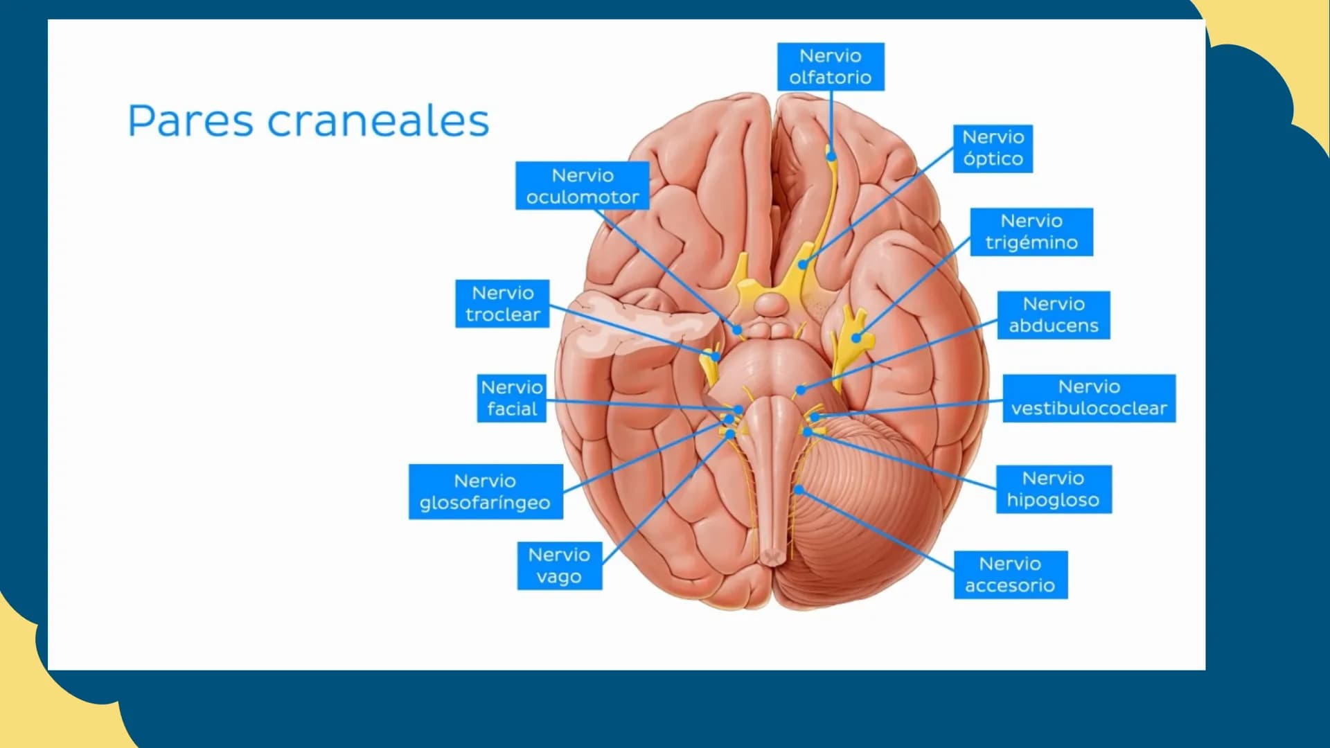 Sistema Nervioso
LFT. Oscar Alejandro Hadar Reos # Neuronas
* Unidad estructural, trófica y
funcional del tejido nervioso.
* Célula e