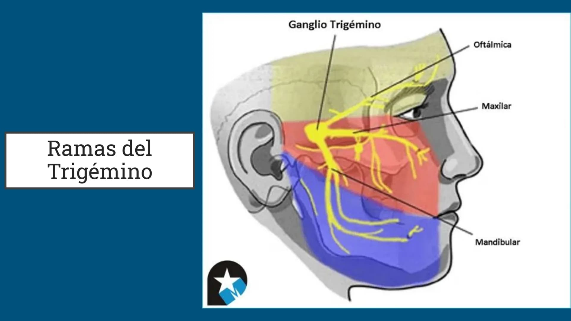 Sistema Nervioso
LFT. Oscar Alejandro Hadar Reos # Neuronas
* Unidad estructural, trófica y
funcional del tejido nervioso.
* Célula e