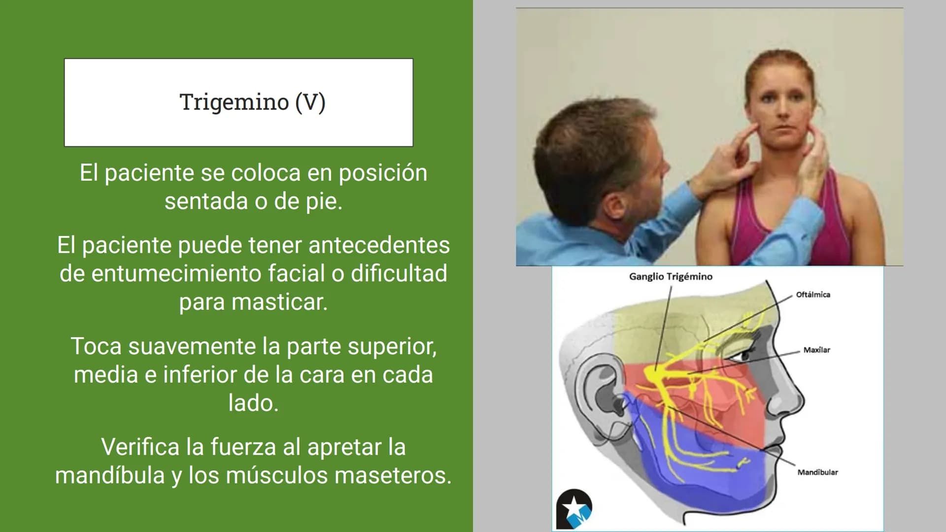 Sistema Nervioso
LFT. Oscar Alejandro Hadar Reos # Neuronas
* Unidad estructural, trófica y
funcional del tejido nervioso.
* Célula e