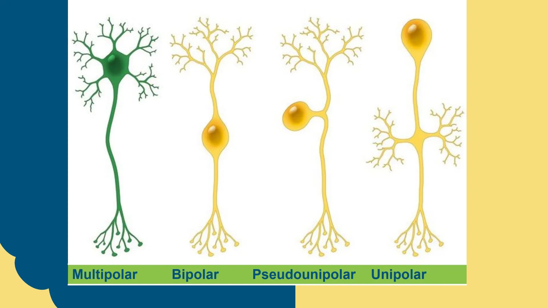 Sistema Nervioso
LFT. Oscar Alejandro Hadar Reos # Neuronas
* Unidad estructural, trófica y
funcional del tejido nervioso.
* Célula e