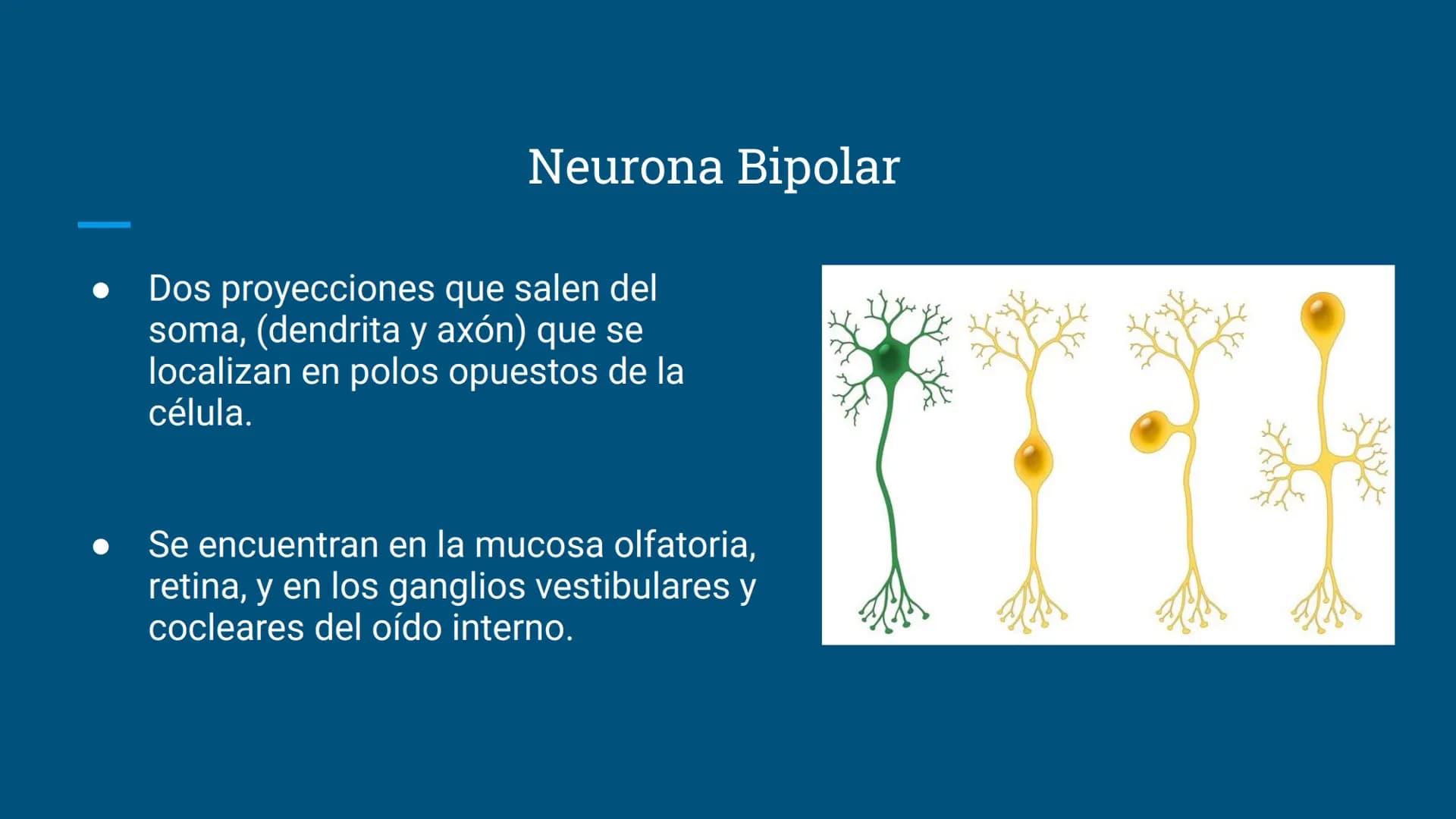 Sistema Nervioso
LFT. Oscar Alejandro Hadar Reos # Neuronas
* Unidad estructural, trófica y
funcional del tejido nervioso.
* Célula e