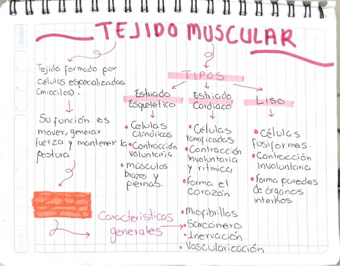 # TEJIDO MUSCULAR
Tejido formado por
células especializadas
(miocitos).
Su función es
mover, generar
fuerza y mantener la
postura.
## TIP