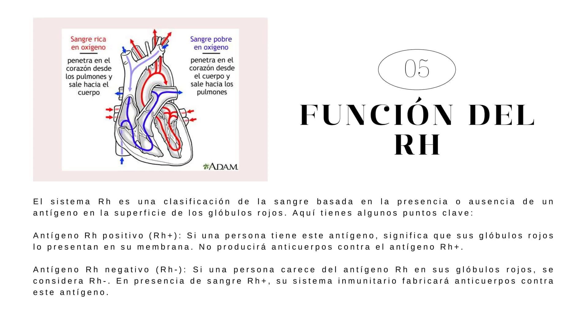 # Introducción
En esta presentación se abarcarán los temas relacionados desde el origen de la sangre, grupos sanguíneos y enfermedades que