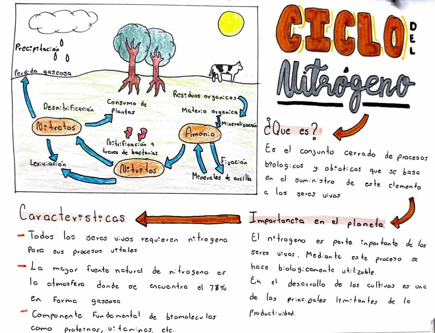 # CICLO DEL Nitrógeno
## ¿Que es?
Es el conjunto cerrado de procesos biologicos y abioticos que se basa en el suministro de este elemento a