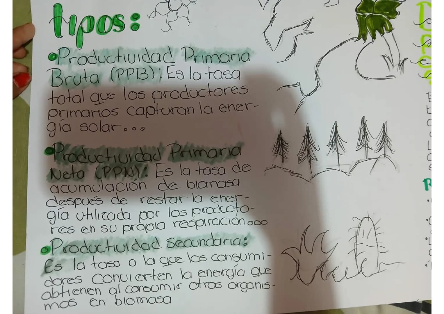# La productividad de un ecosistema
Se refiere a la Cantidad de biomasa o energía que los organismos producen en un área específica durante