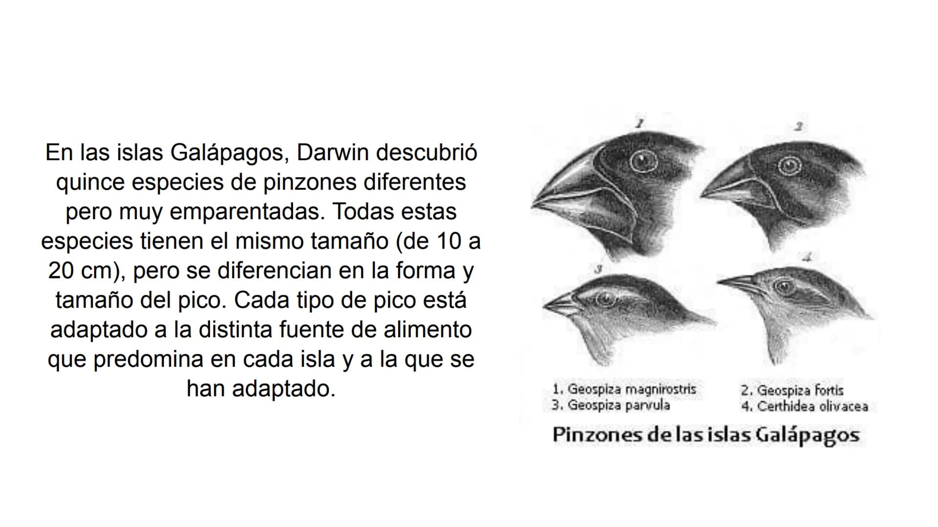 # Pruebas paleontológicas
## ¿Qué es?
El estudio de los fósiles nos da
una idea muy directa de los
cambios que sufrieron las
especies al tr