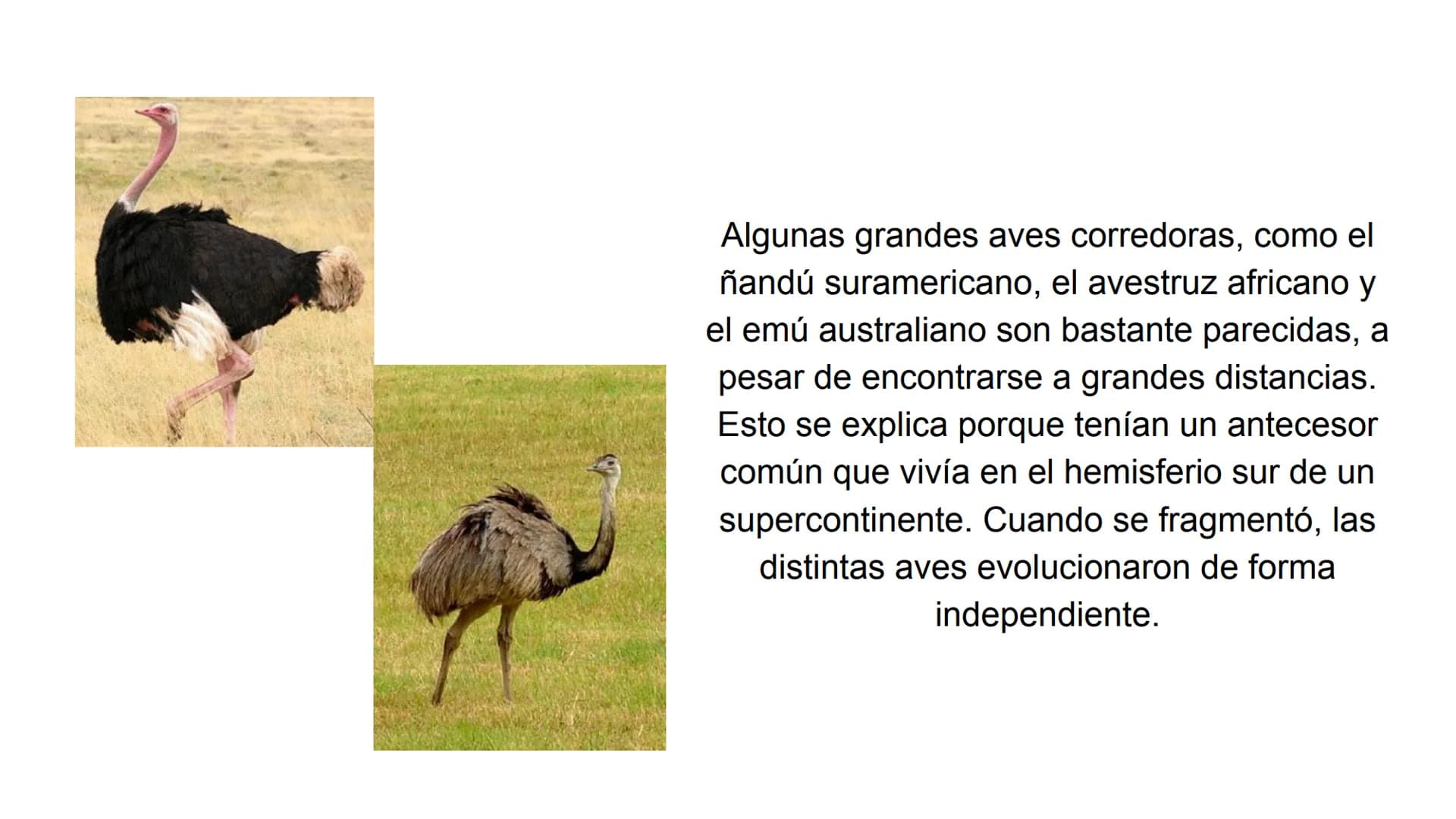 # Pruebas paleontológicas
## ¿Qué es?
El estudio de los fósiles nos da
una idea muy directa de los
cambios que sufrieron las
especies al tr