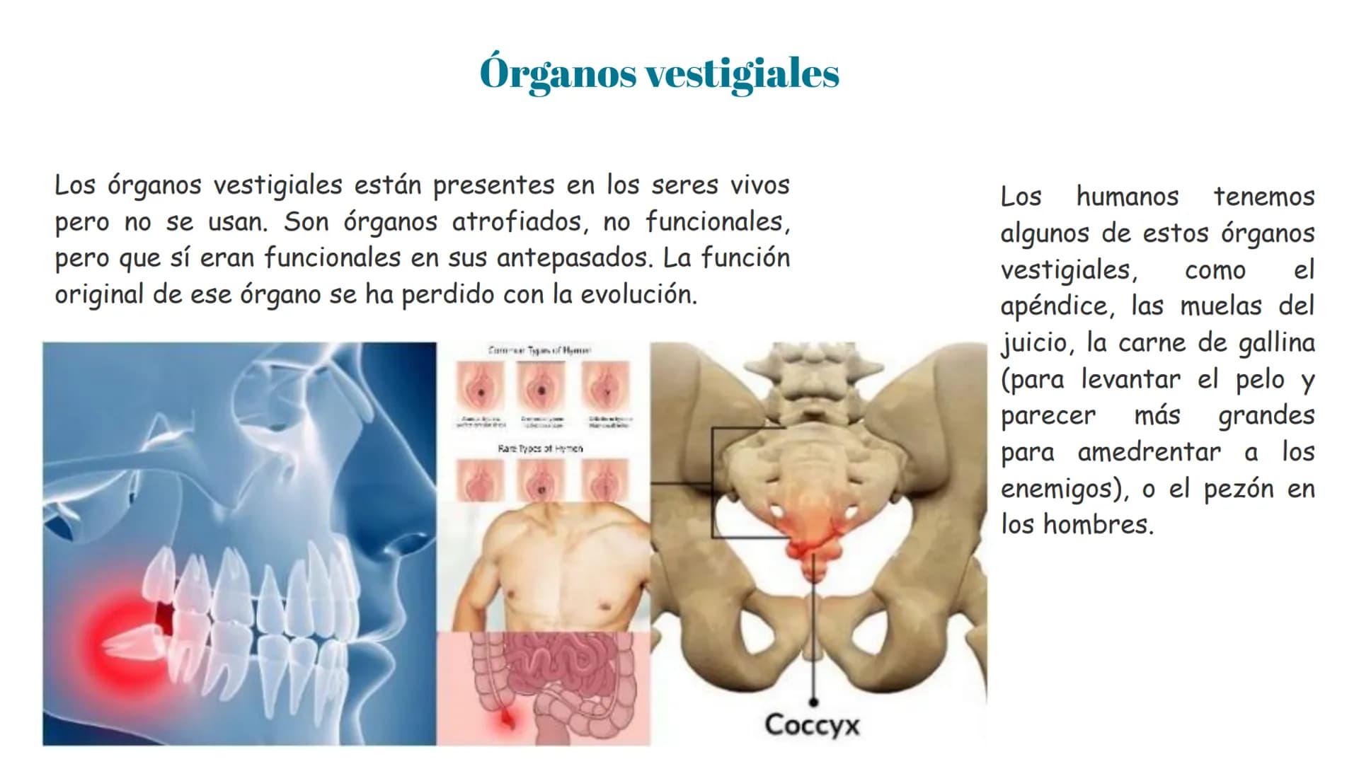# Pruebas paleontológicas
## ¿Qué es?
El estudio de los fósiles nos da
una idea muy directa de los
cambios que sufrieron las
especies al tr