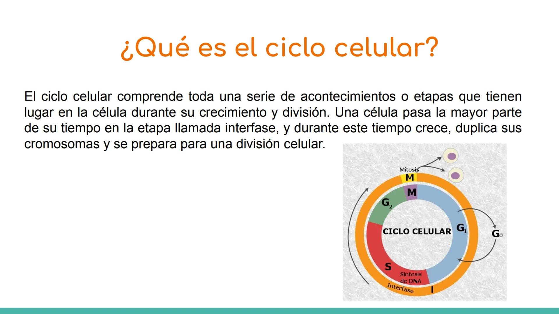 # ¿Qué es el ciclo celular?
El ciclo celular comprende toda una serie de acontecimientos o etapas que tienen lugar en la célula durante su