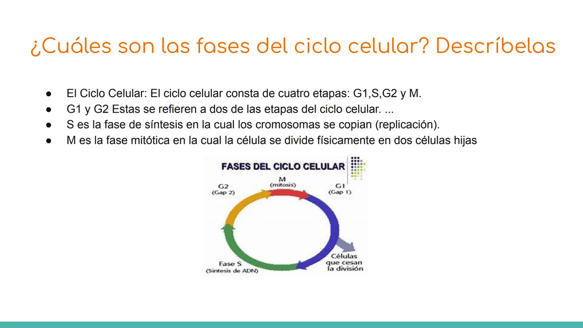 # ¿Qué es el ciclo celular?
El ciclo celular comprende toda una serie de acontecimientos o etapas que tienen lugar en la célula durante su