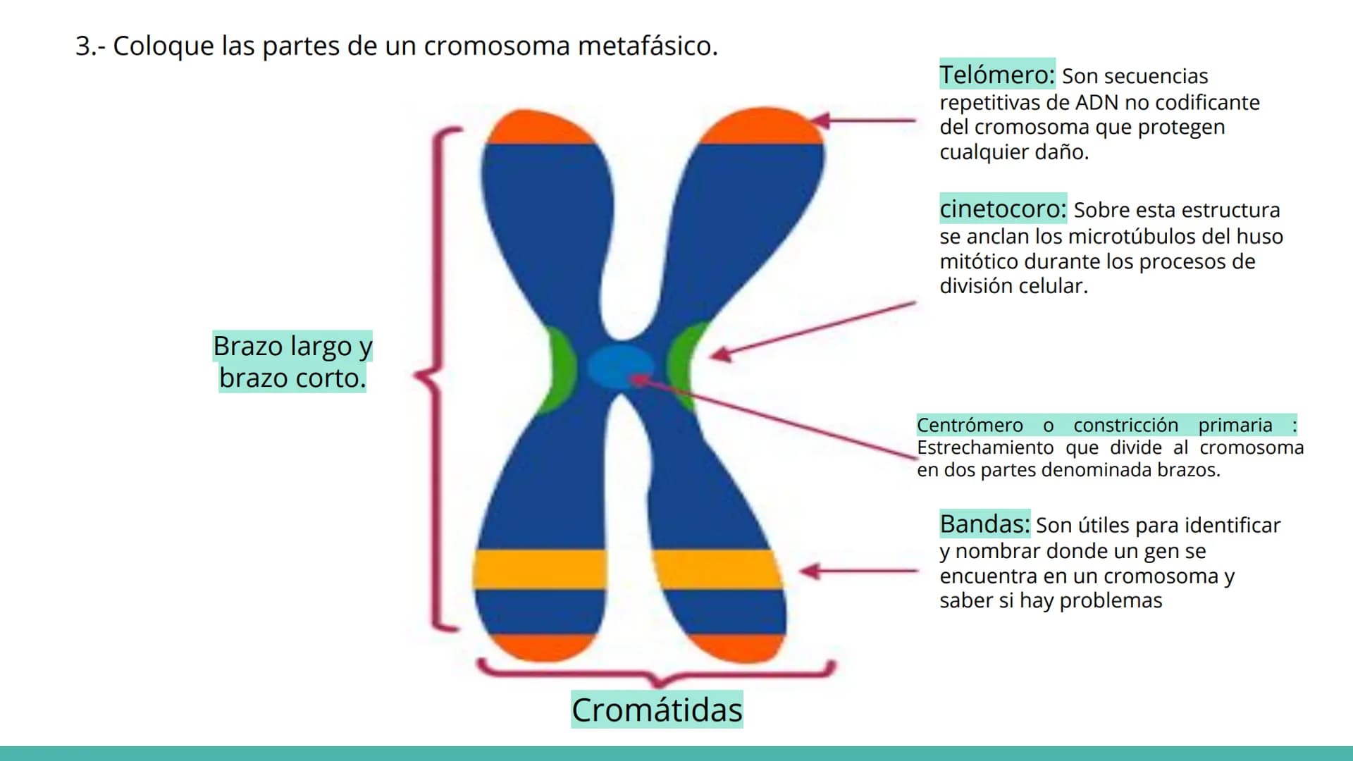 # ¿Qué es el ciclo celular?
El ciclo celular comprende toda una serie de acontecimientos o etapas que tienen lugar en la célula durante su