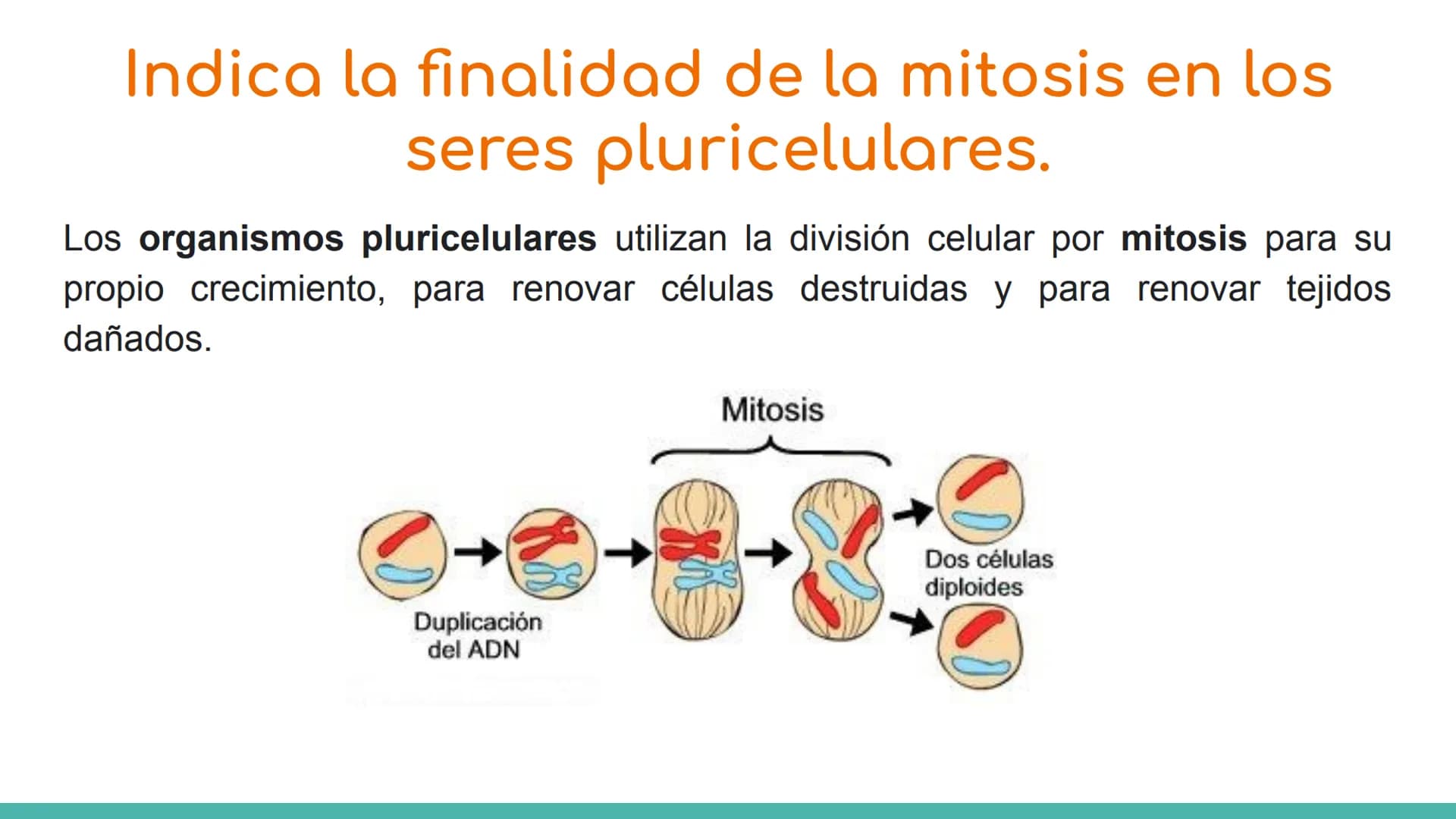 # ¿Qué es el ciclo celular?
El ciclo celular comprende toda una serie de acontecimientos o etapas que tienen lugar en la célula durante su