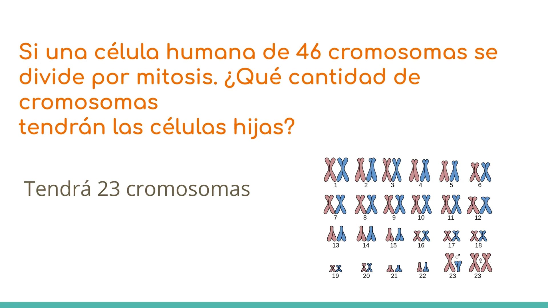 # ¿Qué es el ciclo celular?
El ciclo celular comprende toda una serie de acontecimientos o etapas que tienen lugar en la célula durante su