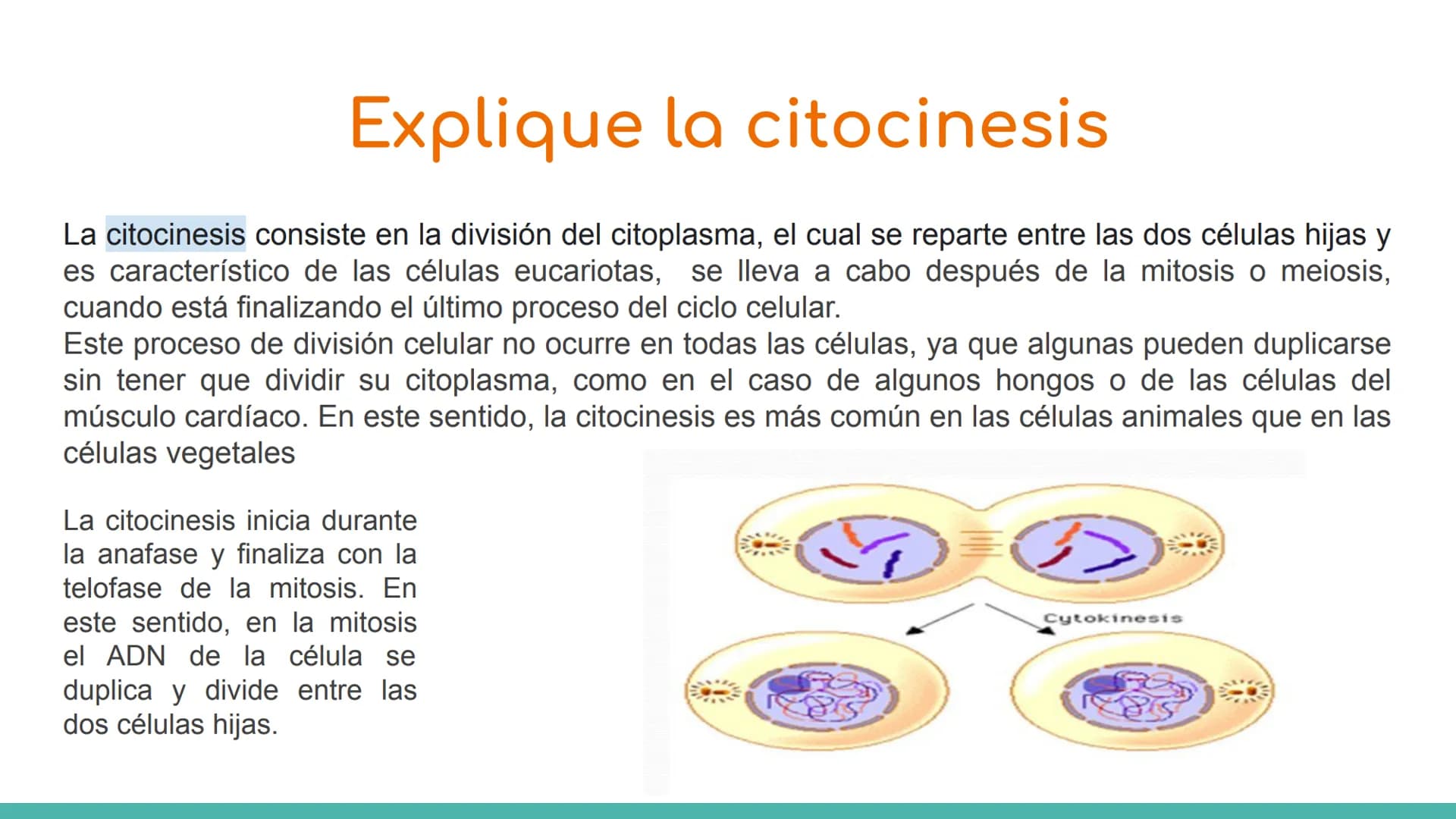 # ¿Qué es el ciclo celular?
El ciclo celular comprende toda una serie de acontecimientos o etapas que tienen lugar en la célula durante su