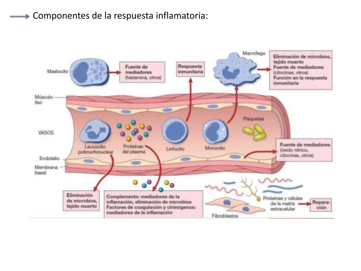 # Qué vamos a estudiar...
## 1. EL SISTEMA INMUNE
### 1.1. La inmunidad y la respuesta inmune
## 2. EL SISTEMA INMUNITARIO INNATO
### 2.1. R