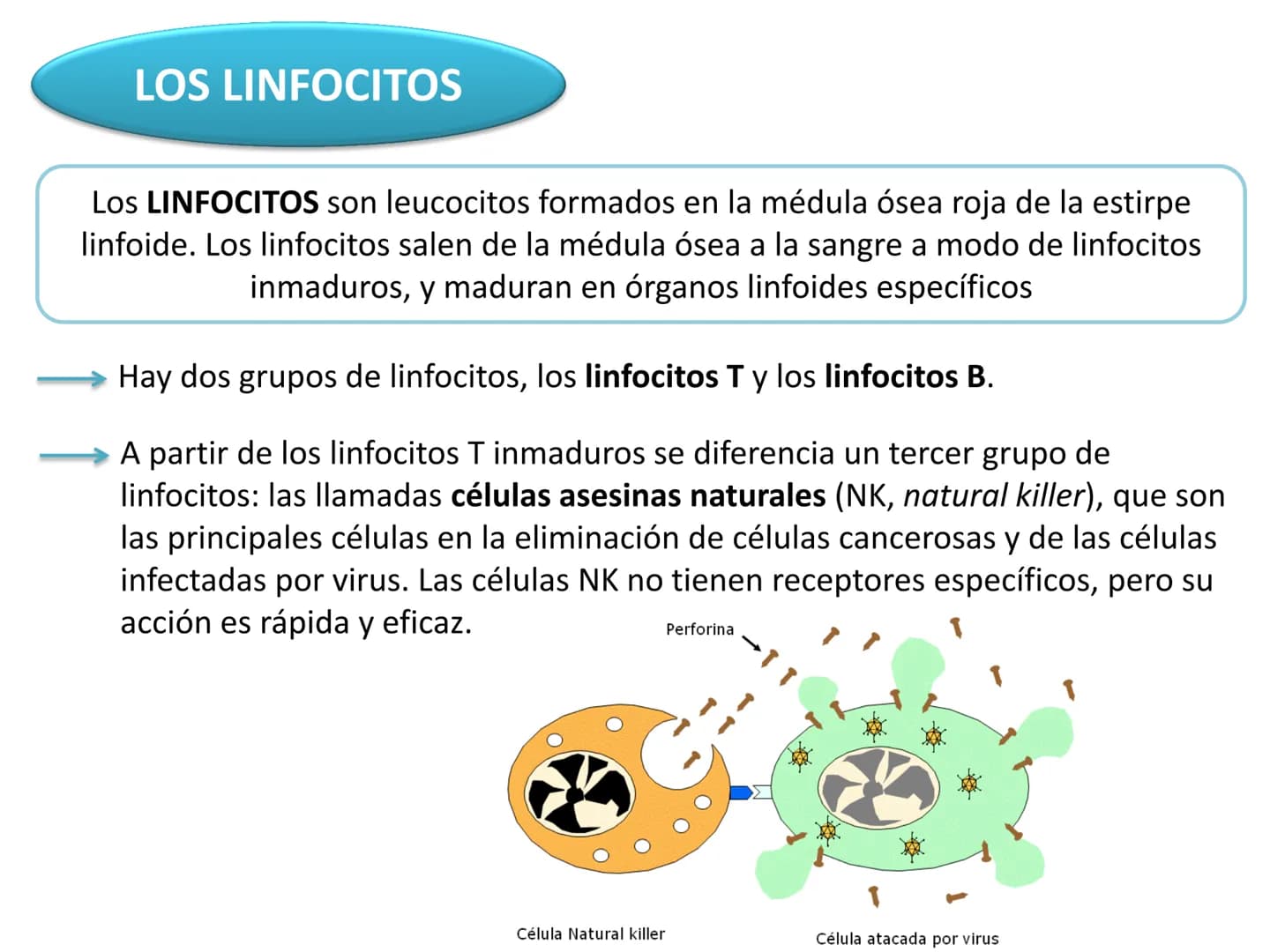 # Qué vamos a estudiar...
## 1. EL SISTEMA INMUNE
### 1.1. La inmunidad y la respuesta inmune
## 2. EL SISTEMA INMUNITARIO INNATO
### 2.1. R