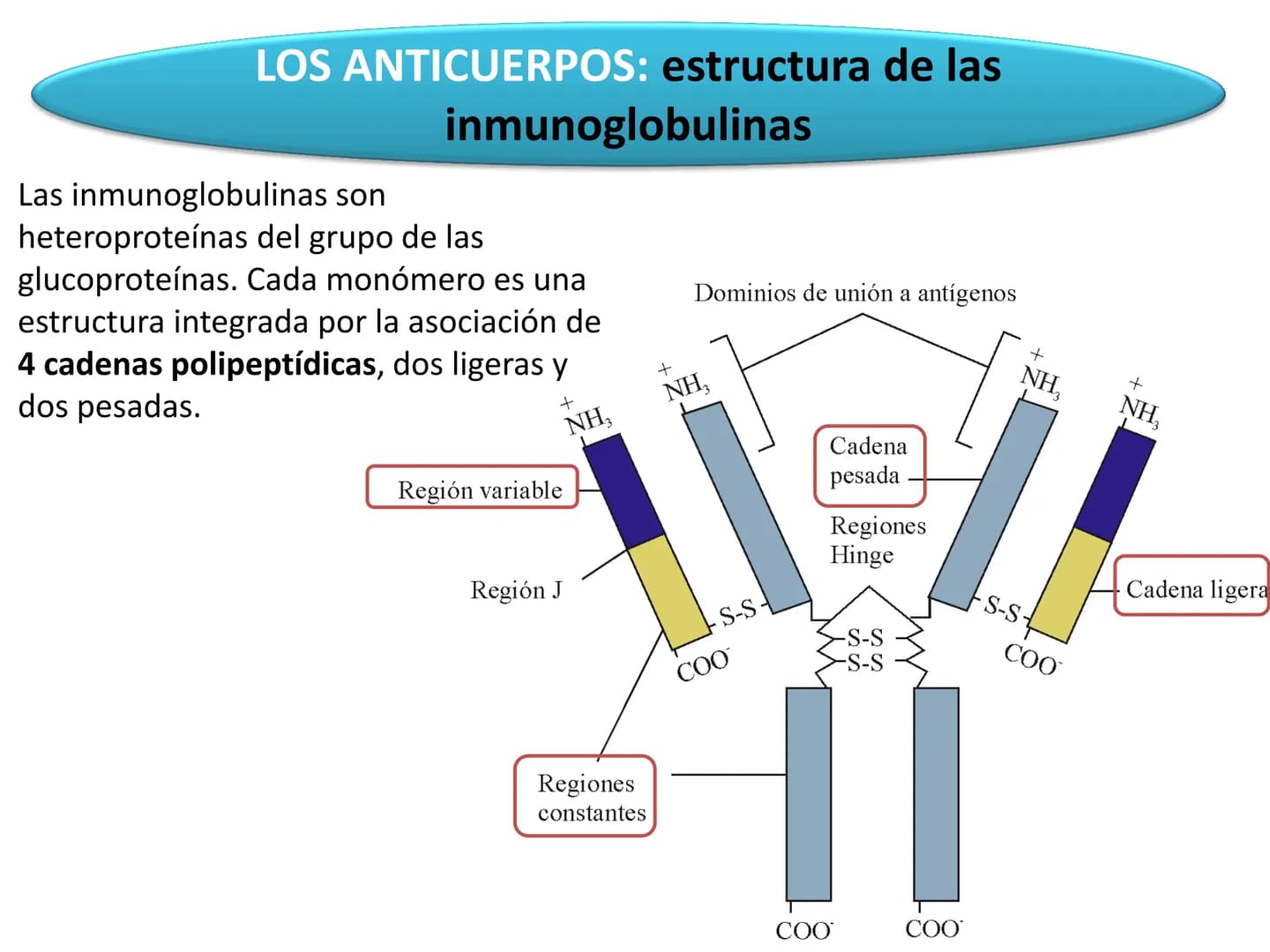 # Qué vamos a estudiar...
## 1. EL SISTEMA INMUNE
### 1.1. La inmunidad y la respuesta inmune
## 2. EL SISTEMA INMUNITARIO INNATO
### 2.1. R