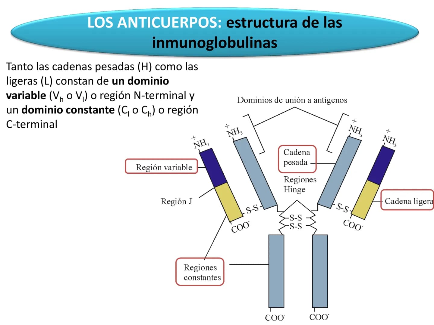 # Qué vamos a estudiar...
## 1. EL SISTEMA INMUNE
### 1.1. La inmunidad y la respuesta inmune
## 2. EL SISTEMA INMUNITARIO INNATO
### 2.1. R