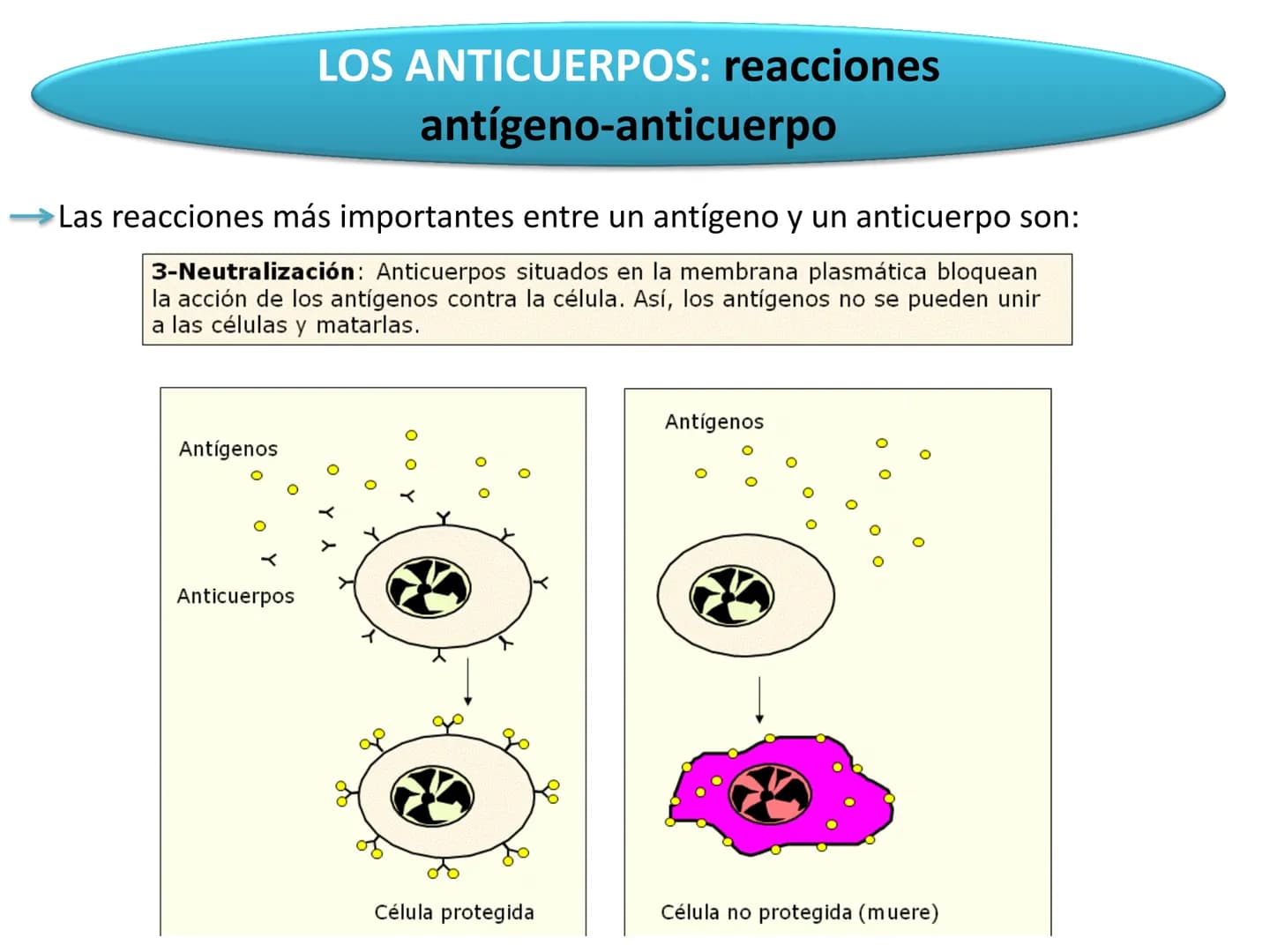 # Qué vamos a estudiar...
## 1. EL SISTEMA INMUNE
### 1.1. La inmunidad y la respuesta inmune
## 2. EL SISTEMA INMUNITARIO INNATO
### 2.1. R