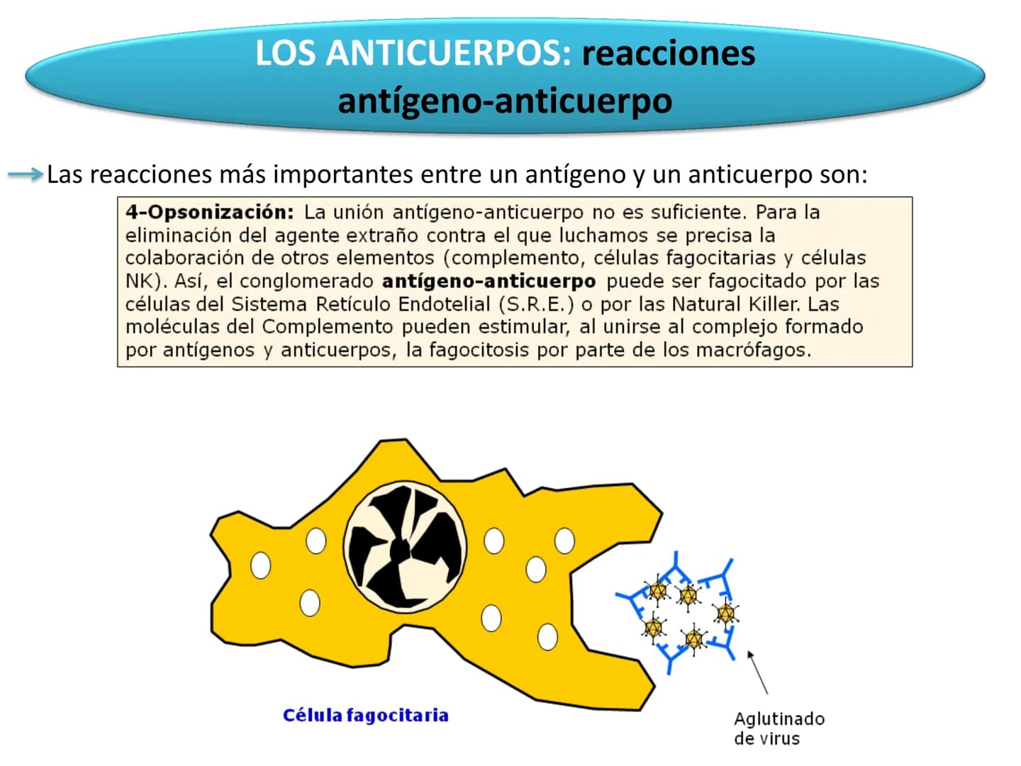 # Qué vamos a estudiar...
## 1. EL SISTEMA INMUNE
### 1.1. La inmunidad y la respuesta inmune
## 2. EL SISTEMA INMUNITARIO INNATO
### 2.1. R