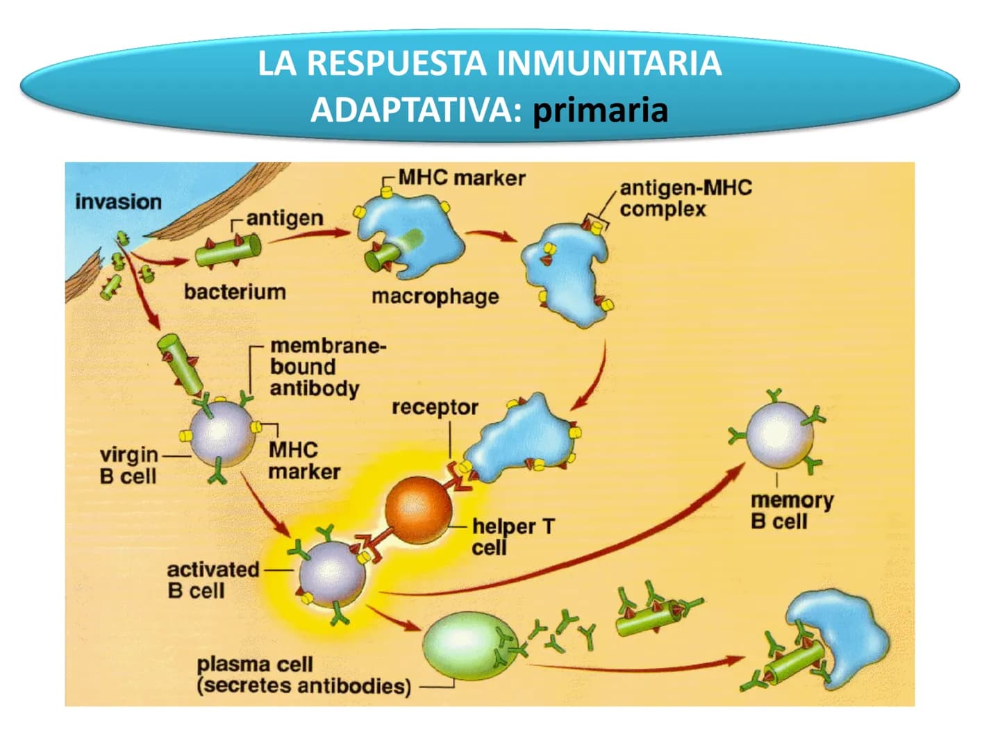 # Qué vamos a estudiar...
## 1. EL SISTEMA INMUNE
### 1.1. La inmunidad y la respuesta inmune
## 2. EL SISTEMA INMUNITARIO INNATO
### 2.1. R