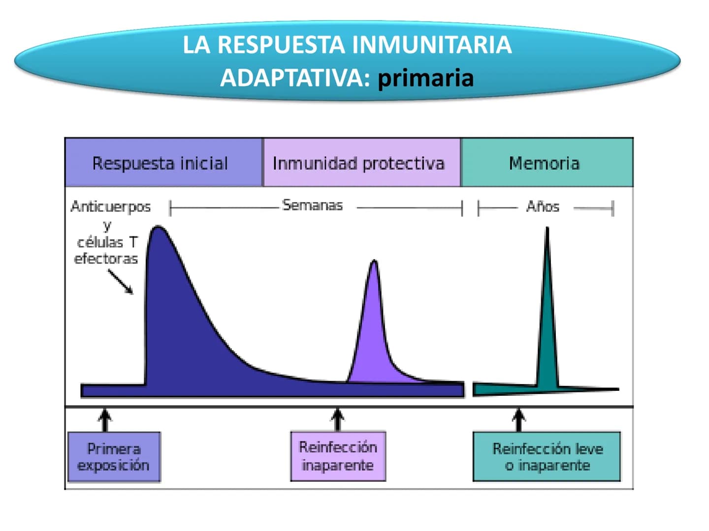 # Qué vamos a estudiar...
## 1. EL SISTEMA INMUNE
### 1.1. La inmunidad y la respuesta inmune
## 2. EL SISTEMA INMUNITARIO INNATO
### 2.1. R