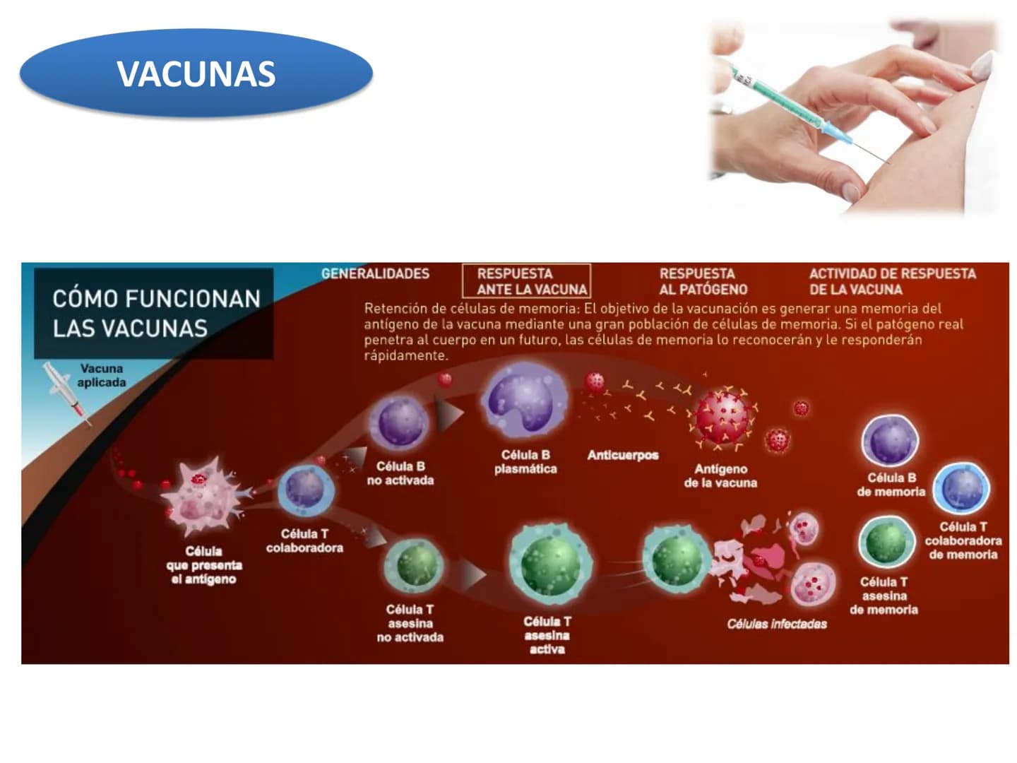 # Qué vamos a estudiar...
## 1. EL SISTEMA INMUNE
### 1.1. La inmunidad y la respuesta inmune
## 2. EL SISTEMA INMUNITARIO INNATO
### 2.1. R