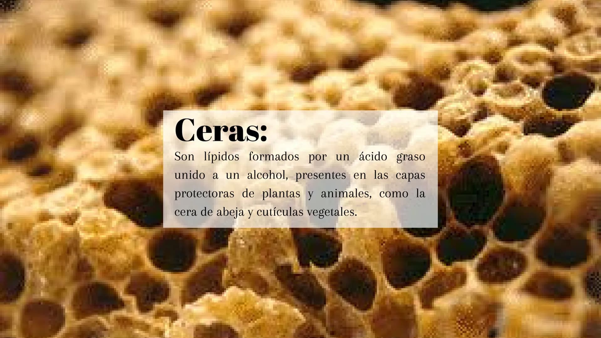 ¿Qué son?:
Los lípidos son moléculas orgánicas que incluyen
grasas, aceites y fosfolípidos, esenciales para
almacenar energía. # Tipos:
Hay