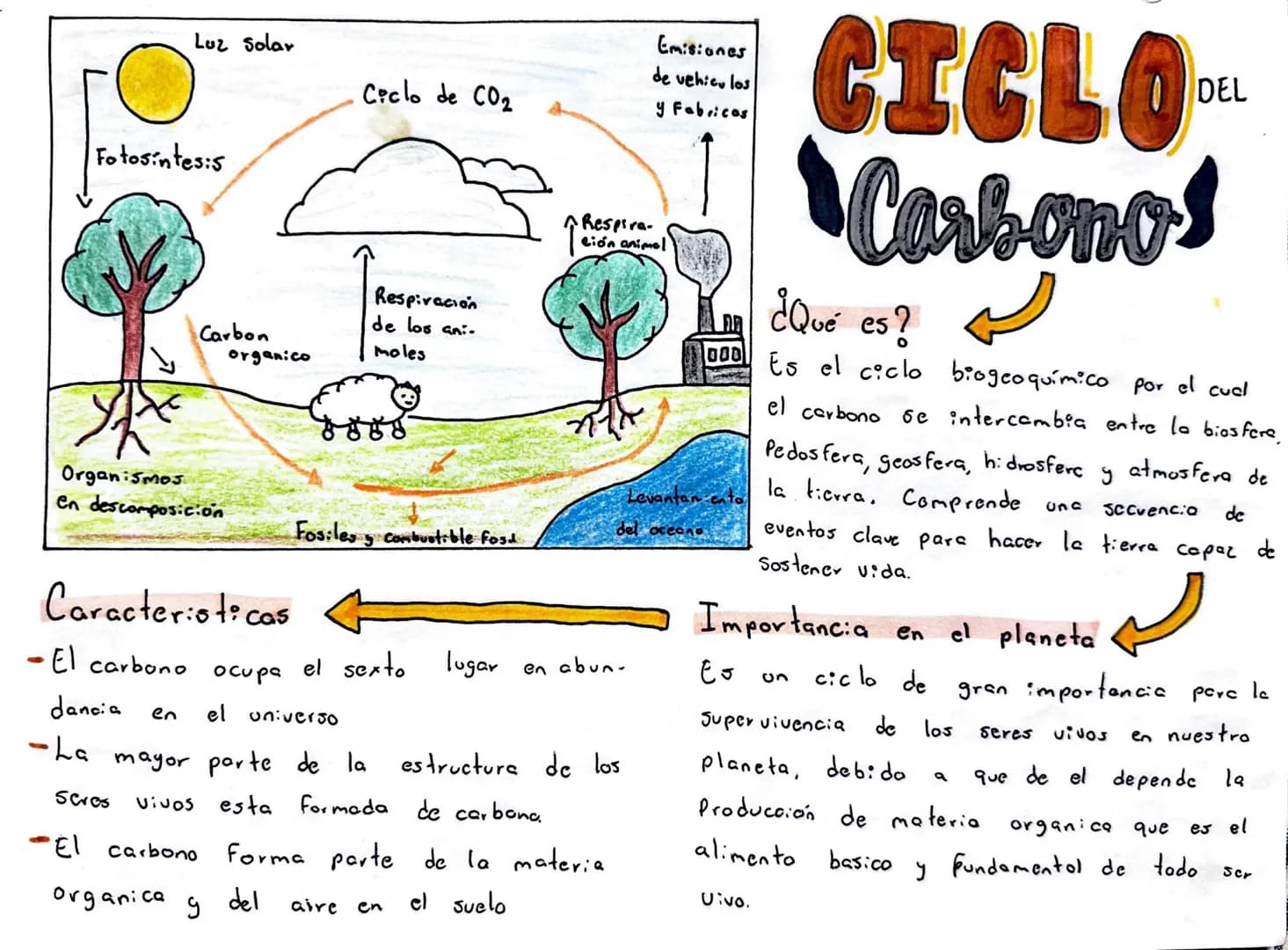 # CICLO DEL Carbono
Luz Solar
Ciclo de CO2
Emisiones
de vehiculos
y Fabricas
Fotosintesis
Respiración
de los ani.
Moles
Respira-
ción