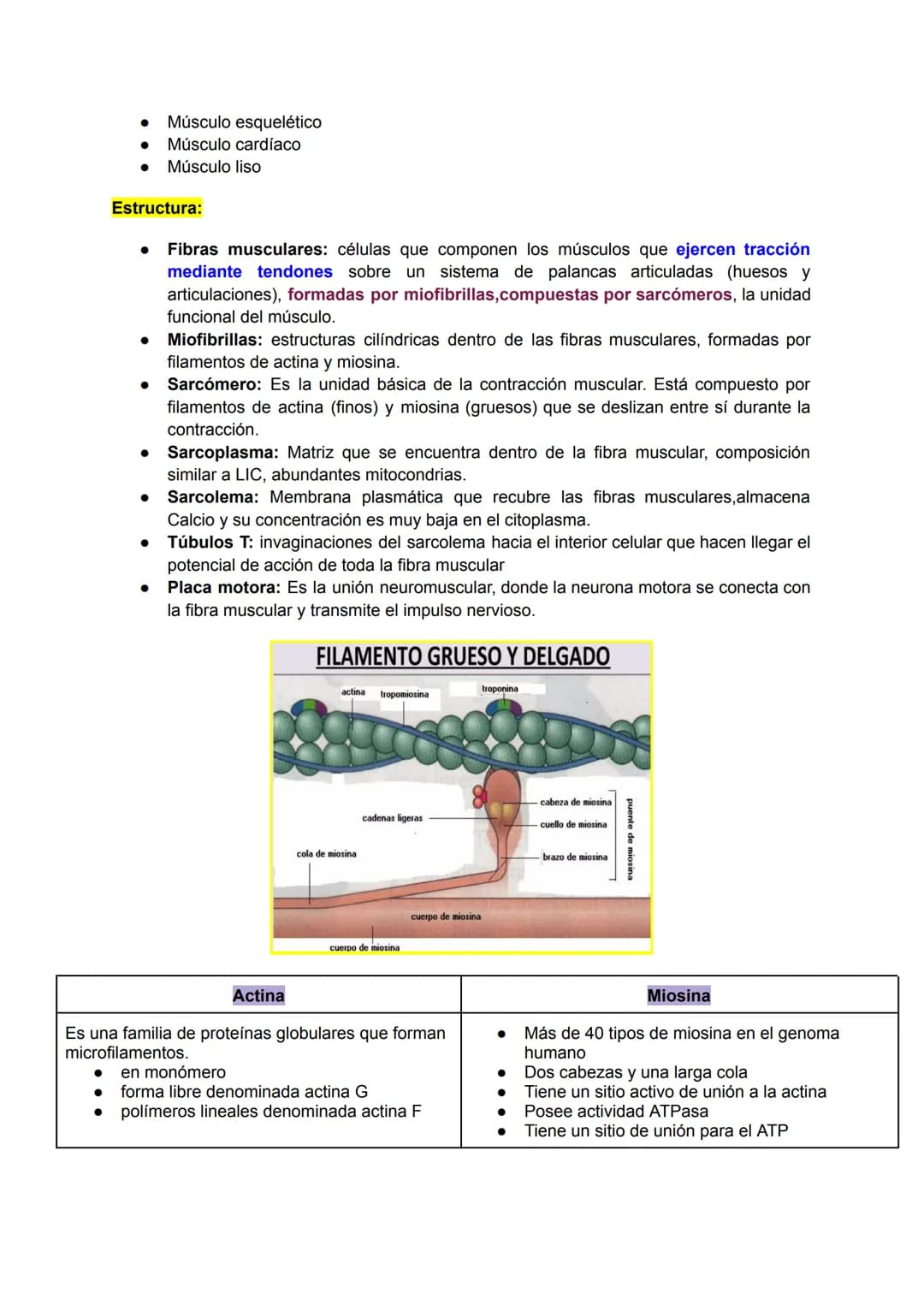 # Músculo esquelético (67)
La fuerza de una persona, hace que la energía física se convierta en mecánica.
Miología: Ciencia que estudia los