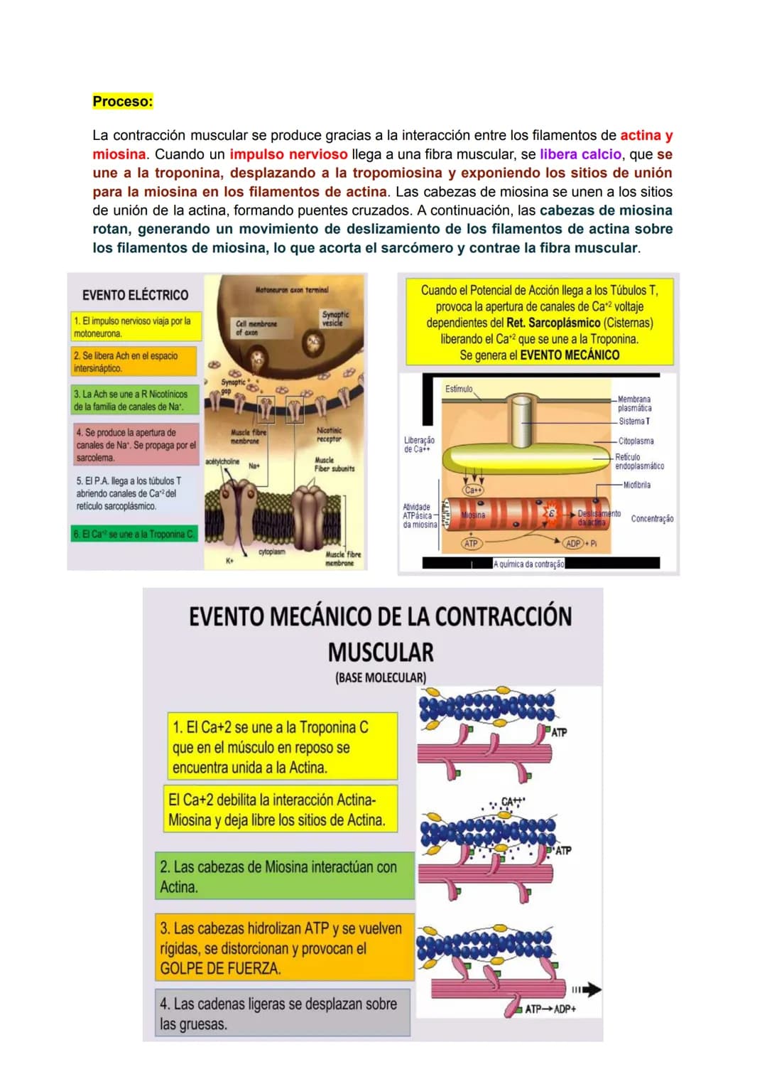 # Músculo esquelético (67)
La fuerza de una persona, hace que la energía física se convierta en mecánica.
Miología: Ciencia que estudia los