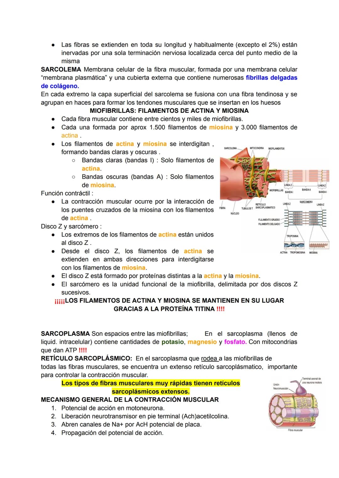 # Músculo esquelético (67)
La fuerza de una persona, hace que la energía física se convierta en mecánica.
Miología: Ciencia que estudia los
