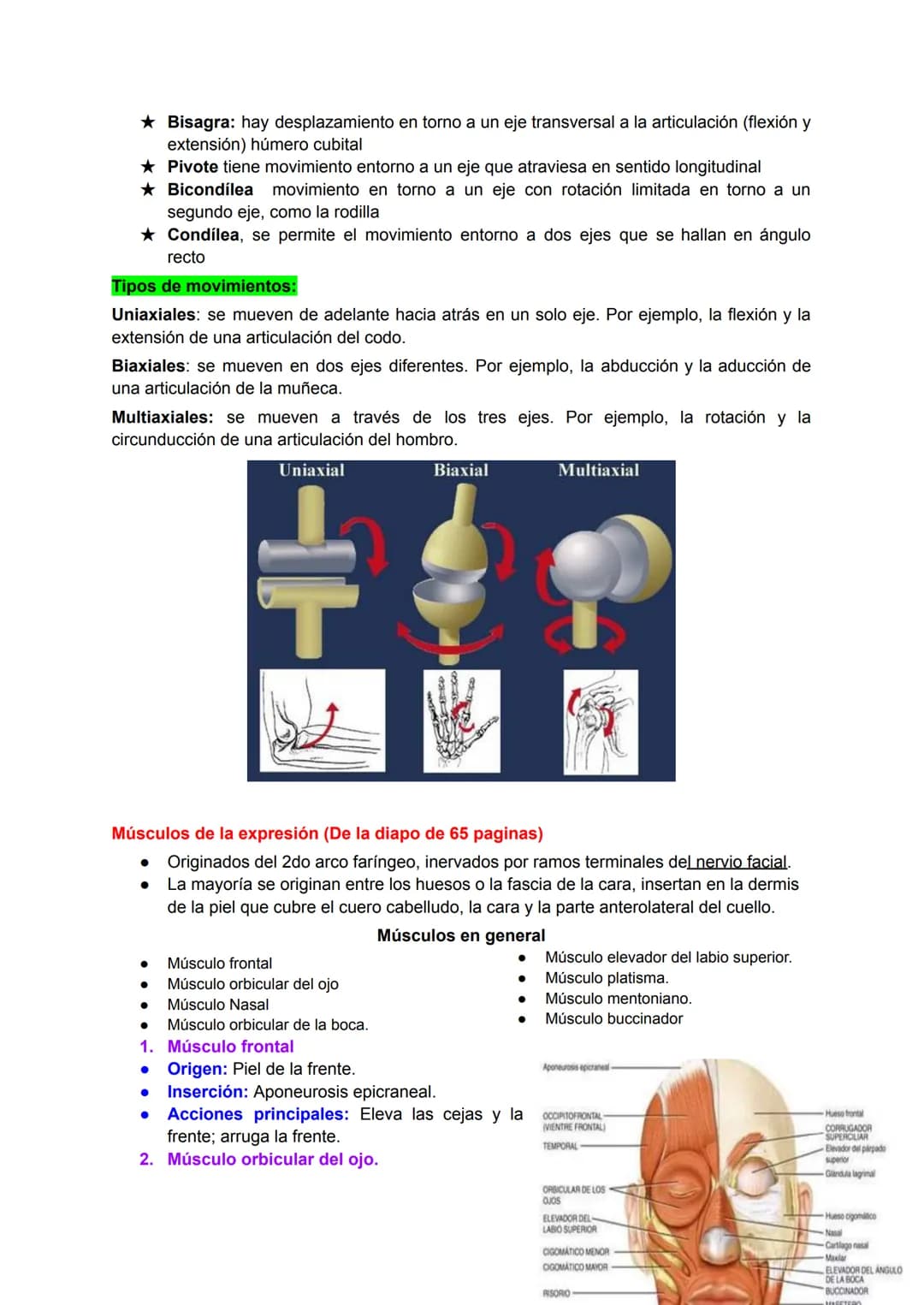 # Músculo esquelético (67)
La fuerza de una persona, hace que la energía física se convierta en mecánica.
Miología: Ciencia que estudia los
