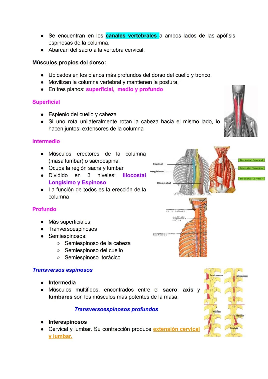 # Músculo esquelético (67)
La fuerza de una persona, hace que la energía física se convierta en mecánica.
Miología: Ciencia que estudia los