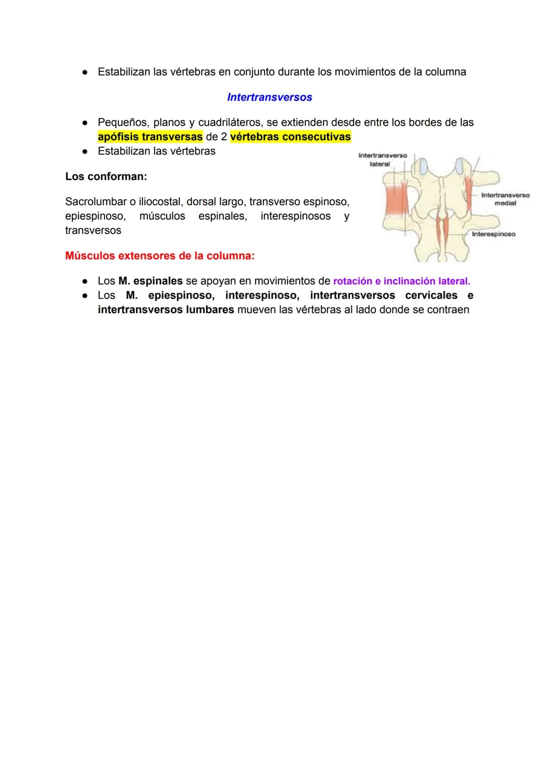 # Músculo esquelético (67)
La fuerza de una persona, hace que la energía física se convierta en mecánica.
Miología: Ciencia que estudia los