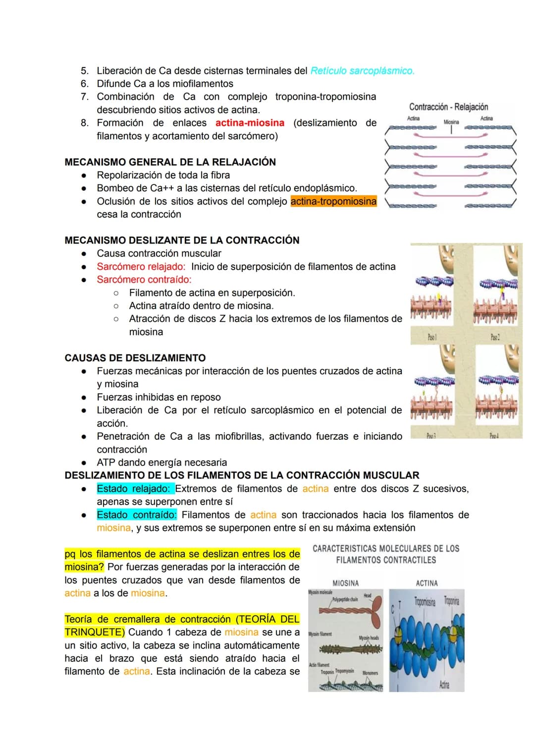 # Músculo esquelético (67)
La fuerza de una persona, hace que la energía física se convierta en mecánica.
Miología: Ciencia que estudia los