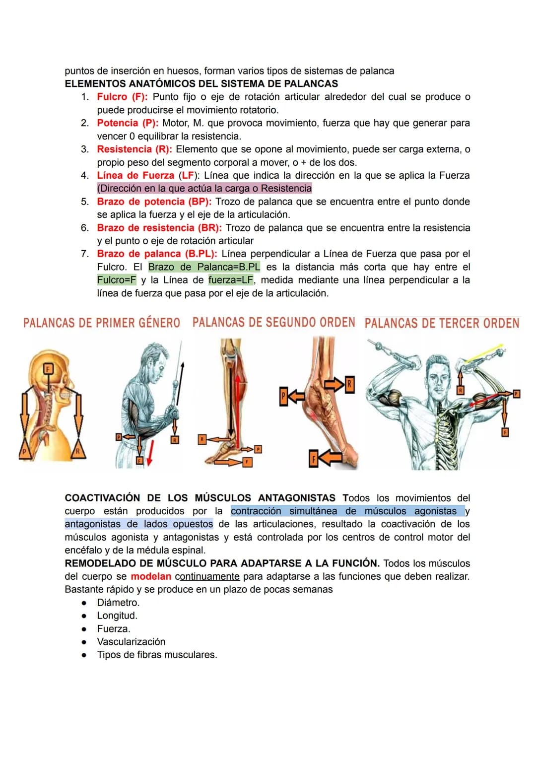 # Músculo esquelético (67)
La fuerza de una persona, hace que la energía física se convierta en mecánica.
Miología: Ciencia que estudia los