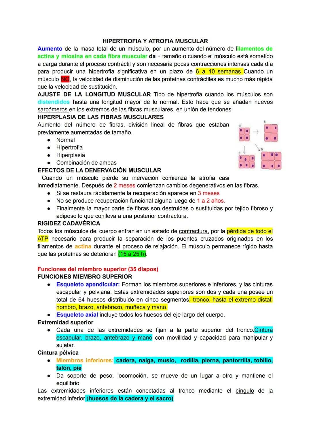 # Músculo esquelético (67)
La fuerza de una persona, hace que la energía física se convierta en mecánica.
Miología: Ciencia que estudia los