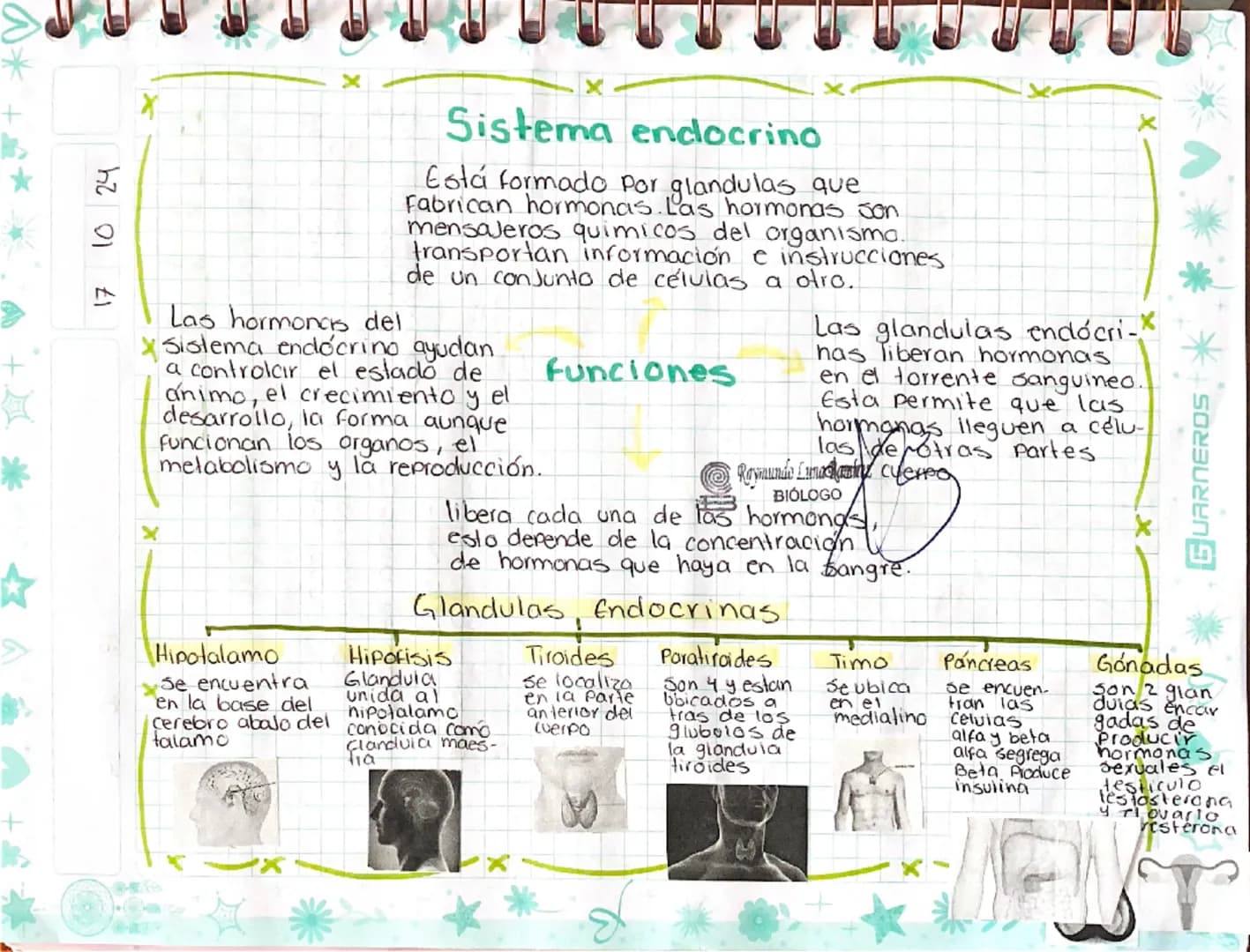 # Sistema endocrino
Está formado por glandulas que
Fabrican hormonas. Las hormonas son
mensajeros quimicos del organismo.
transportan inform
